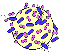 Infectious Diseases